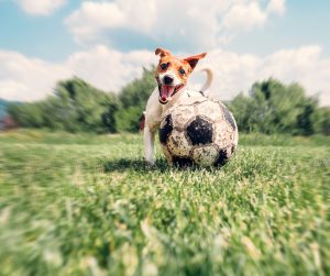best pets insurance