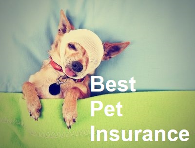 best pet insurance 