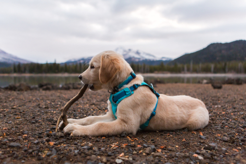 A golden retriever puppy chews on a stick on the shore of Sparks Lake in Bend, Oregon.