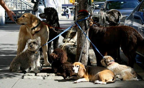 Dogs in New York City