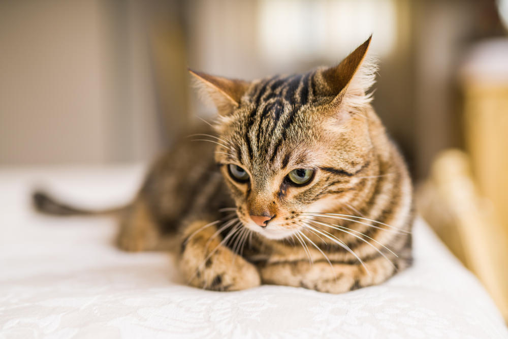 cat in its home in New Hampshire