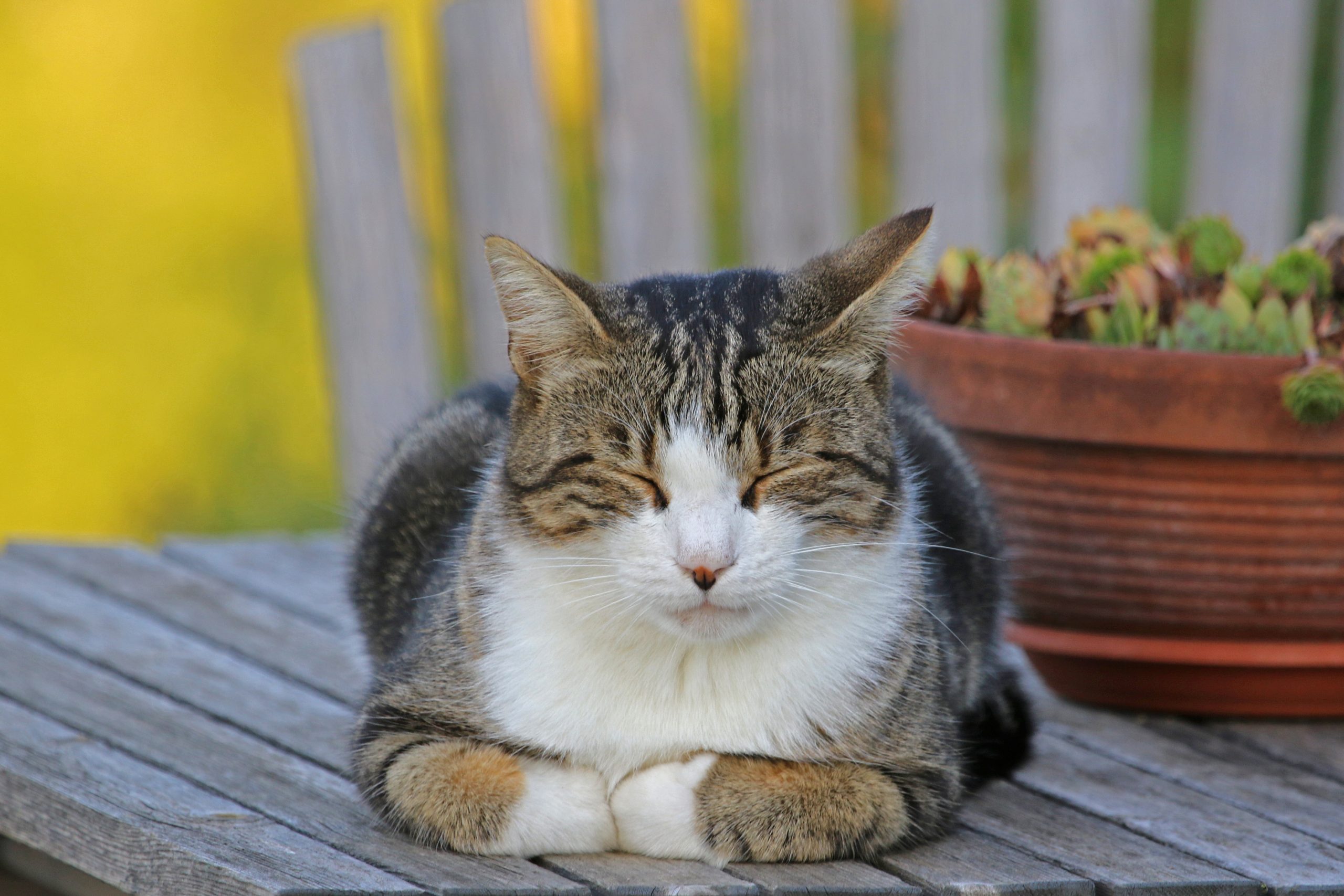 cat protected with pet insurance ma