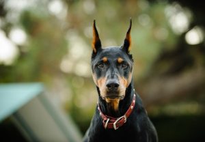 doberman dog sitting outside