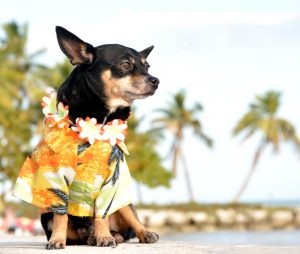 dog sitting on a beach in Hawaii