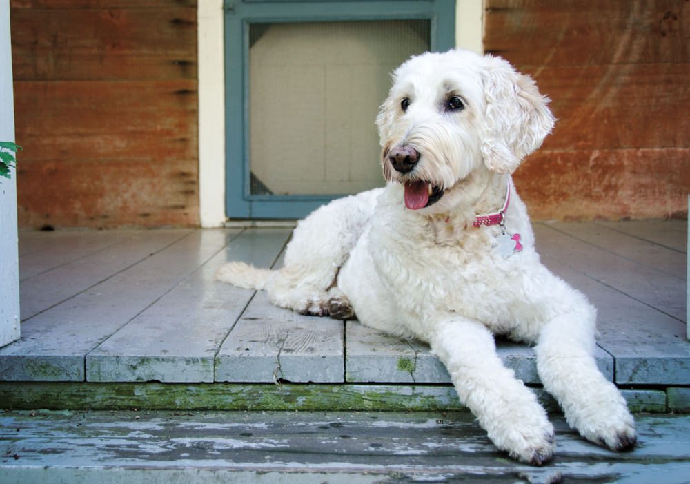 Pet Insurance In North Carolina Best Plans Rates For 2020