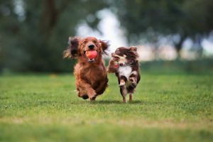 dogs playing in Ohio