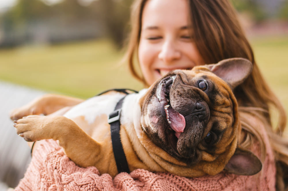 happy pug with hartville pet insurance