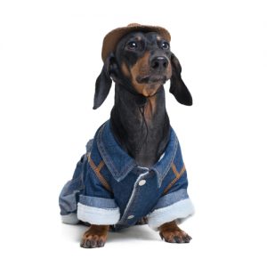 portrait cute dachshund dog, black and tan, wearing western Cowboy hat and jeans costume in Texas