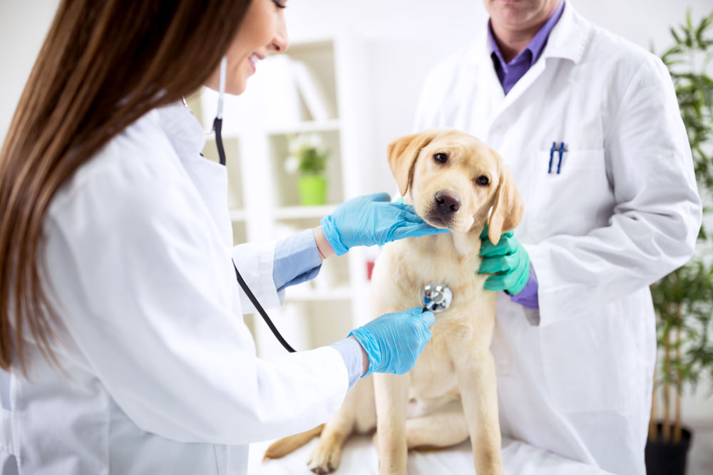 vet checking yellow lab with aspca pet insurance