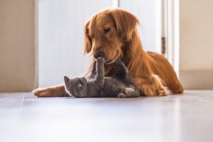 cat plays with golden retriever