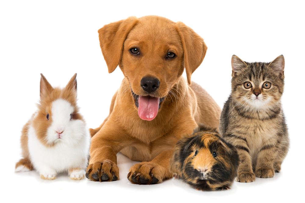 Progressive Pet Insurance Review for 2020 | Coverage, Benefits & Cost