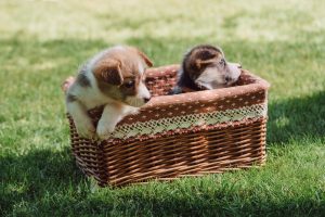 two puppies sitting in a basket in the gross trying to get out