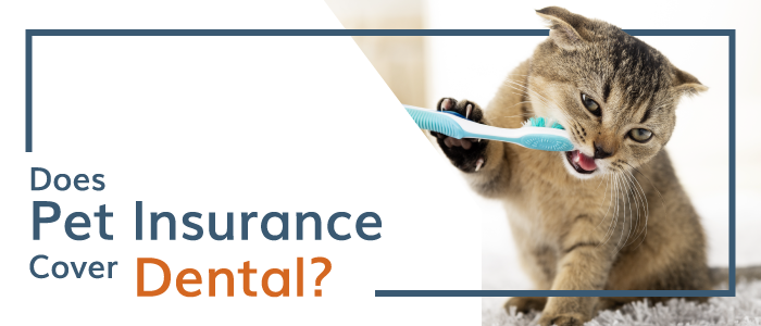 Does Pet Insurance Cover Dental