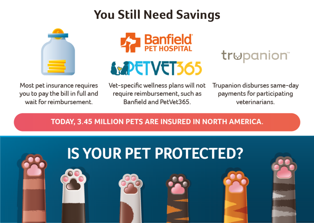 Being a Good Pet Parent Starts With Pet Insurance • Insurance Blog by